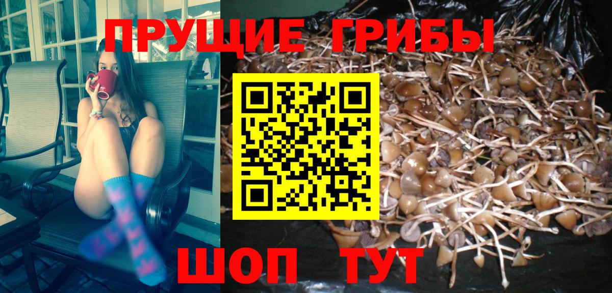 Псилоцибиновые грибы мицелий Ахтубинск