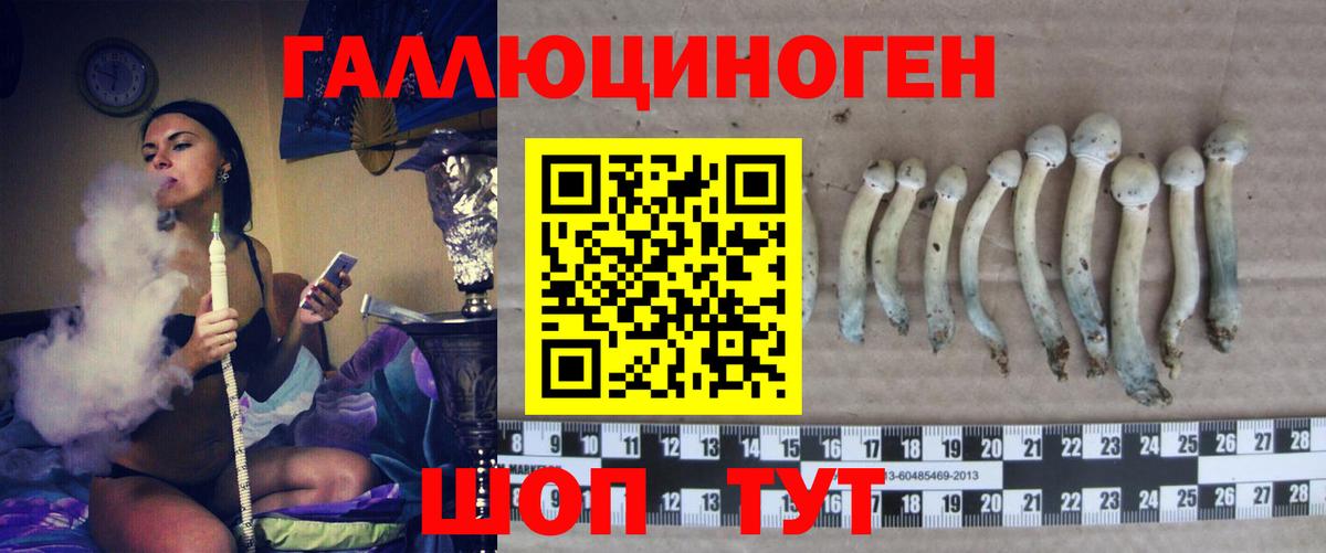 Ахтубинск  Псилоцибиновые грибы GOLDEN TEACHER  Вход с VPN  Галлюциногенные грибы мицелий 